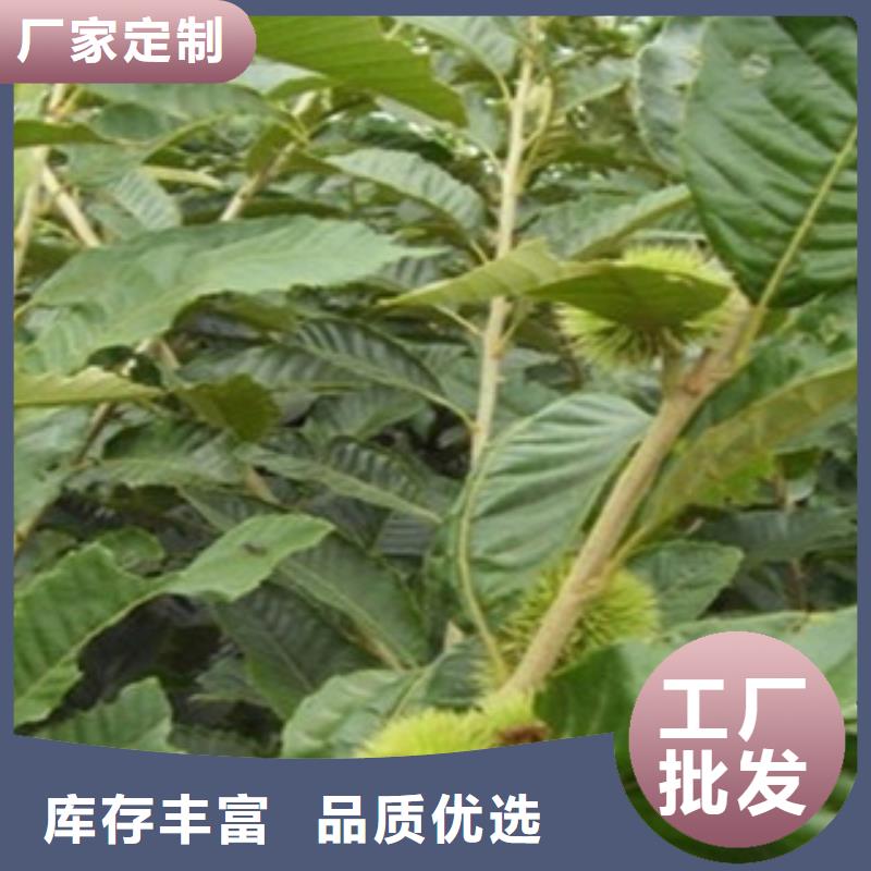 绍兴原生板栗苗管理方式