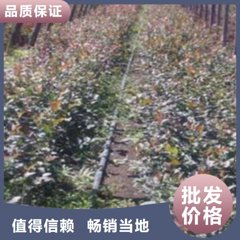滁州哈里森蓝莓树苗种植方法