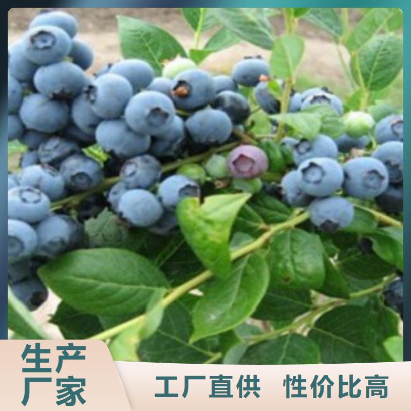 宜昌布莱特蓝莓树苗哪里的便宜