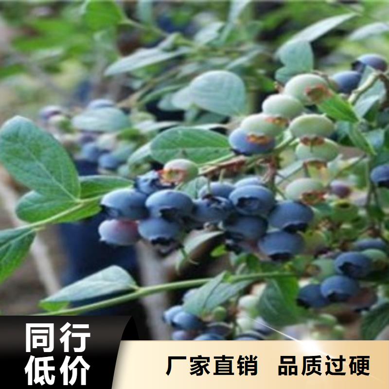 丽水0.8公分北极星蓝莓苗质优价廉