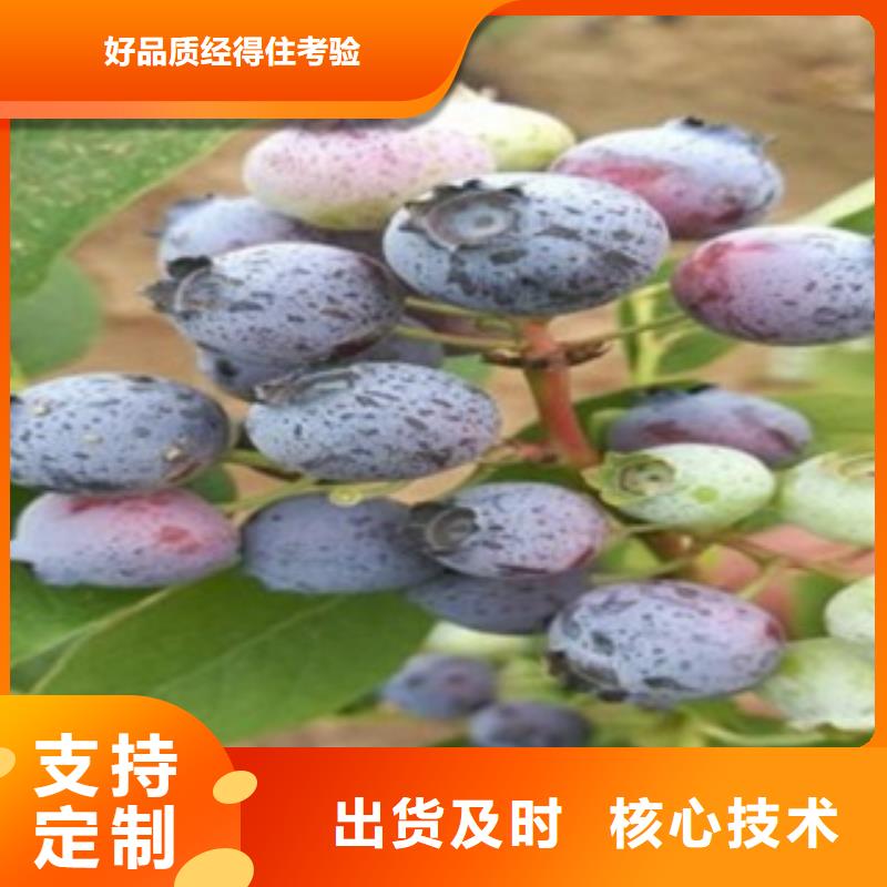 岳阳粉蓝蓝莓树苗品种大全