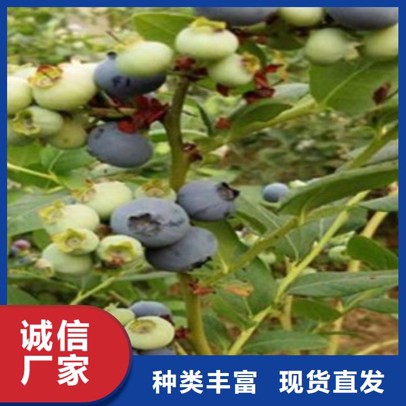 唐山北空蓝莓树苗种植时间