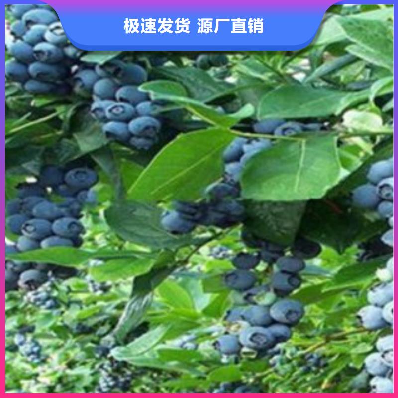 武汉半高丛蓝莓树苗生产基地