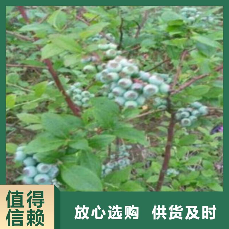 葫芦岛杜克蓝莓树苗品种大全