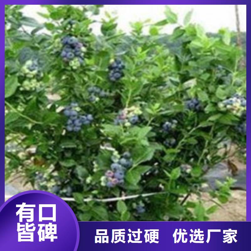 深圳圣云蓝莓树苗品种