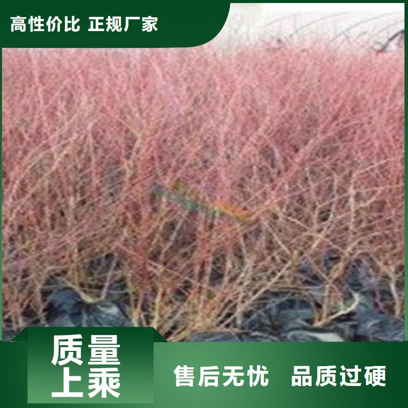 茂名T-172蓝莓树苗种植方法