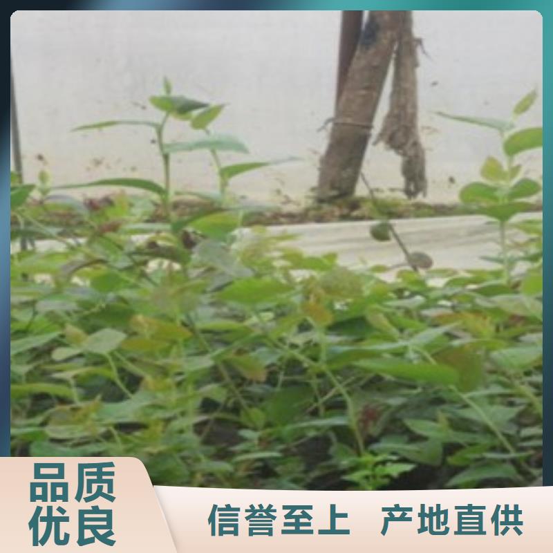 宜昌考斯特蓝莓树苗种植时间