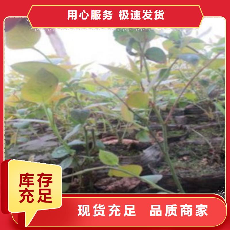 温州2年生蓝莓树苗种植方法