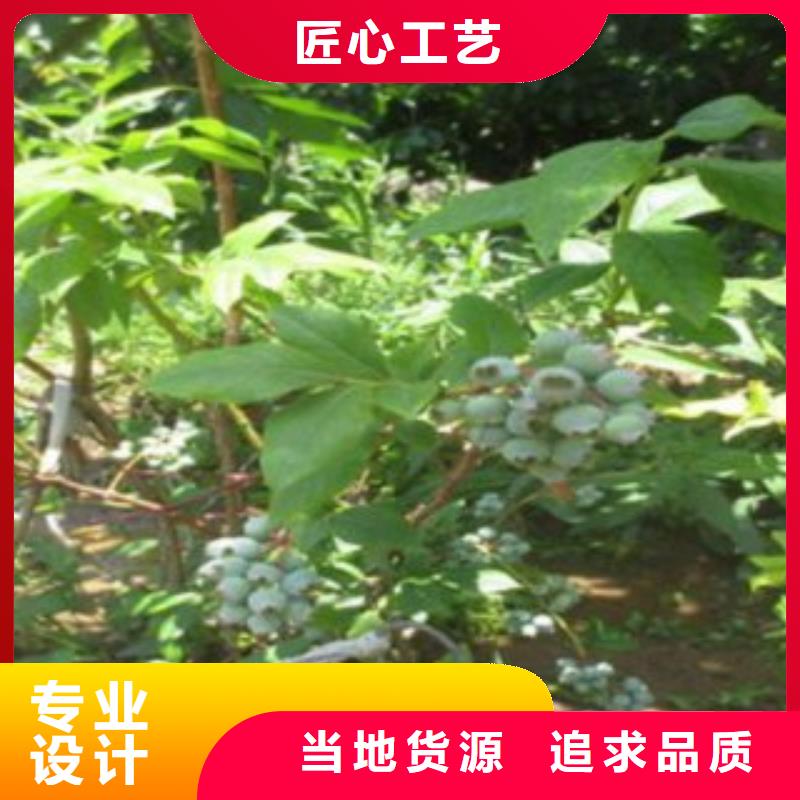 秦皇岛芝妮蓝莓树苗种植时间