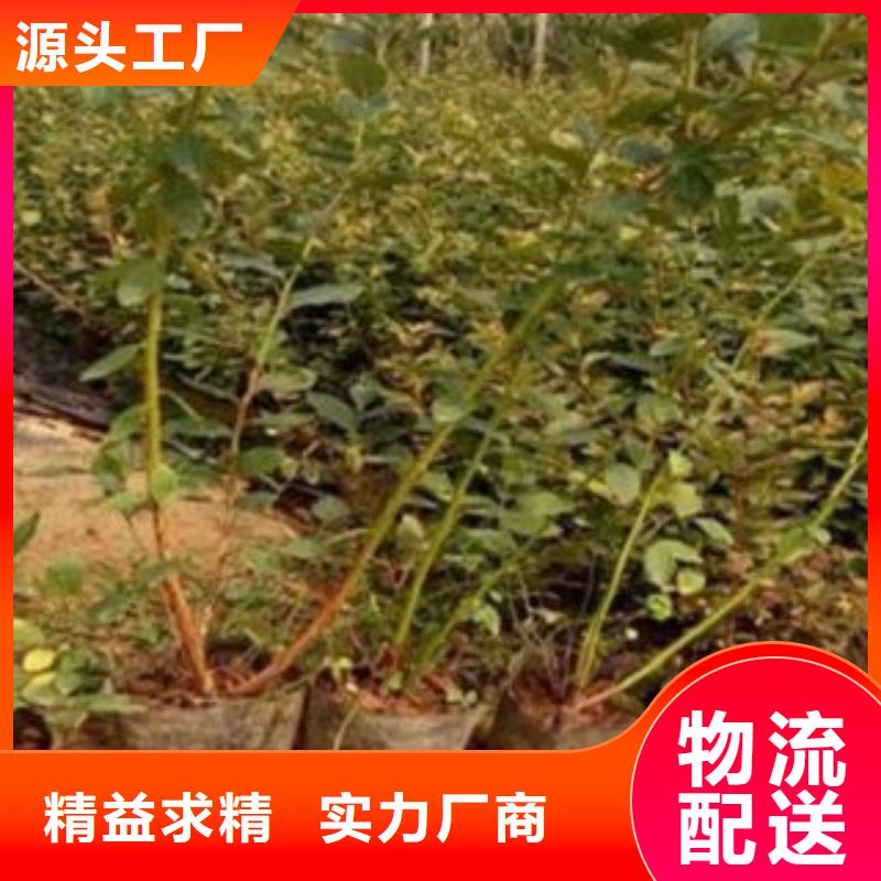 靖江北村蓝莓树苗种植方法及时间