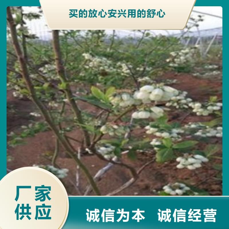 辽阳海滨蓝莓树苗  