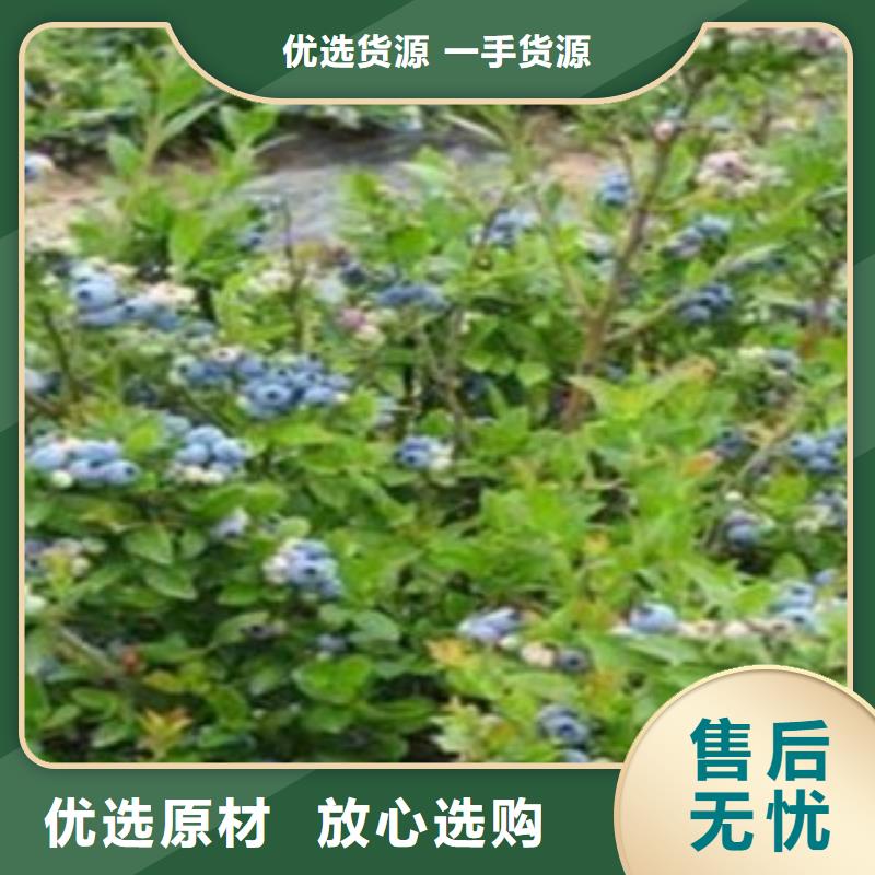 南宁北蓝蓝莓树苗种植时间