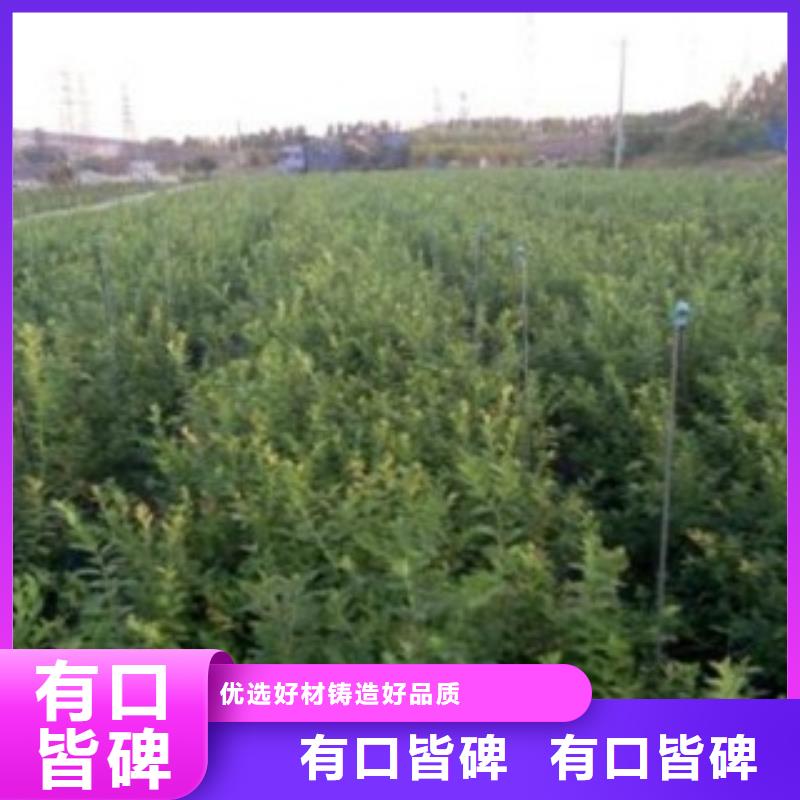 上海维口蓝莓树苗  