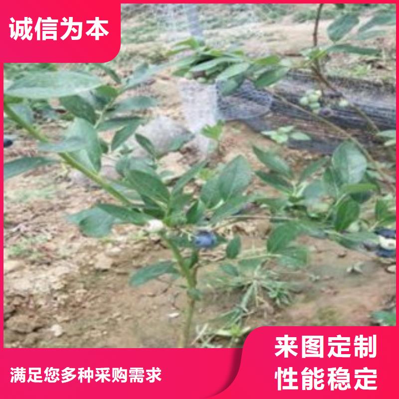 绍兴30厘米T-172蓝莓苗  