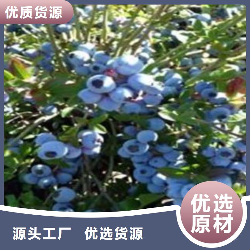 湘潭贝克蓝蓝莓树苗种植技术