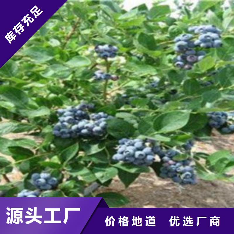 宁波蓝宝石蓝莓树苗种植时间