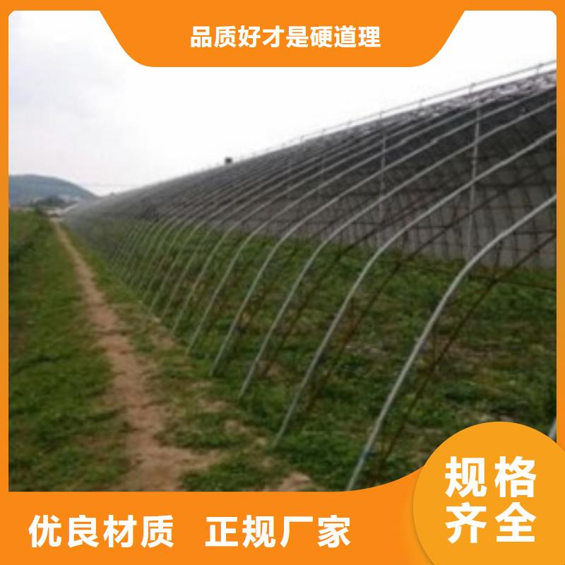 邢台北村蓝莓树苗种植方法