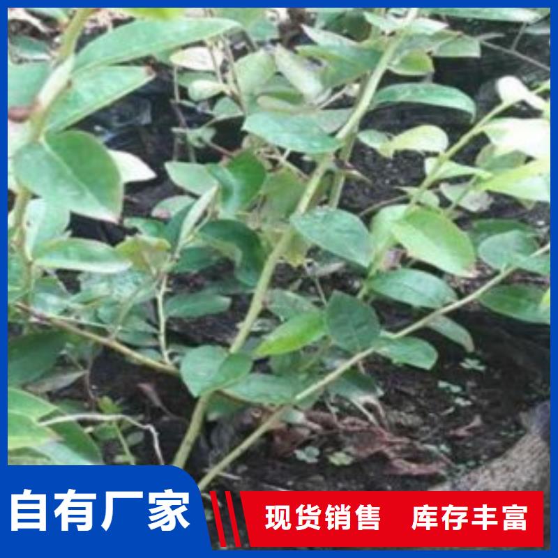 天津5厘米T-100蓝莓苗哪里的品种纯