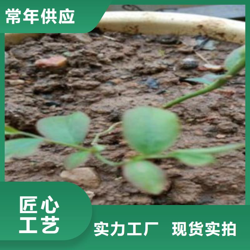 上饶矮丛蓝莓树苗种植方法