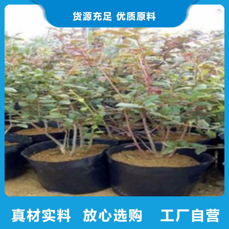 上海海滨蓝莓树苗种植方法及时间
