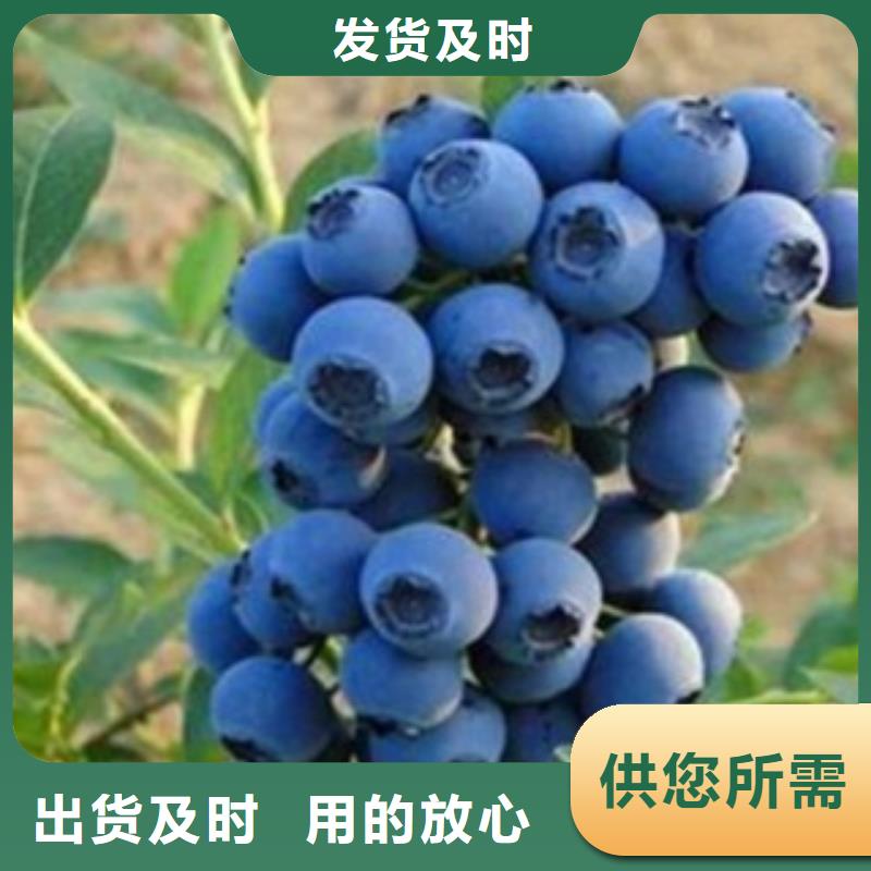 北京伊丽莎白蓝莓树苗基地