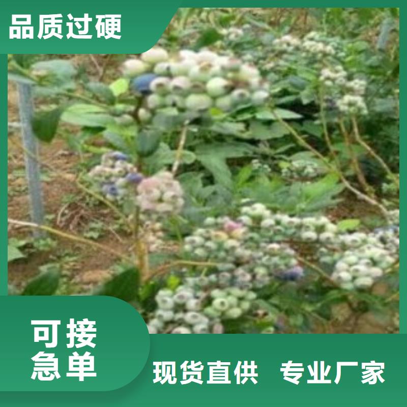 嘉兴1.5公分三年生蓝莓苗  