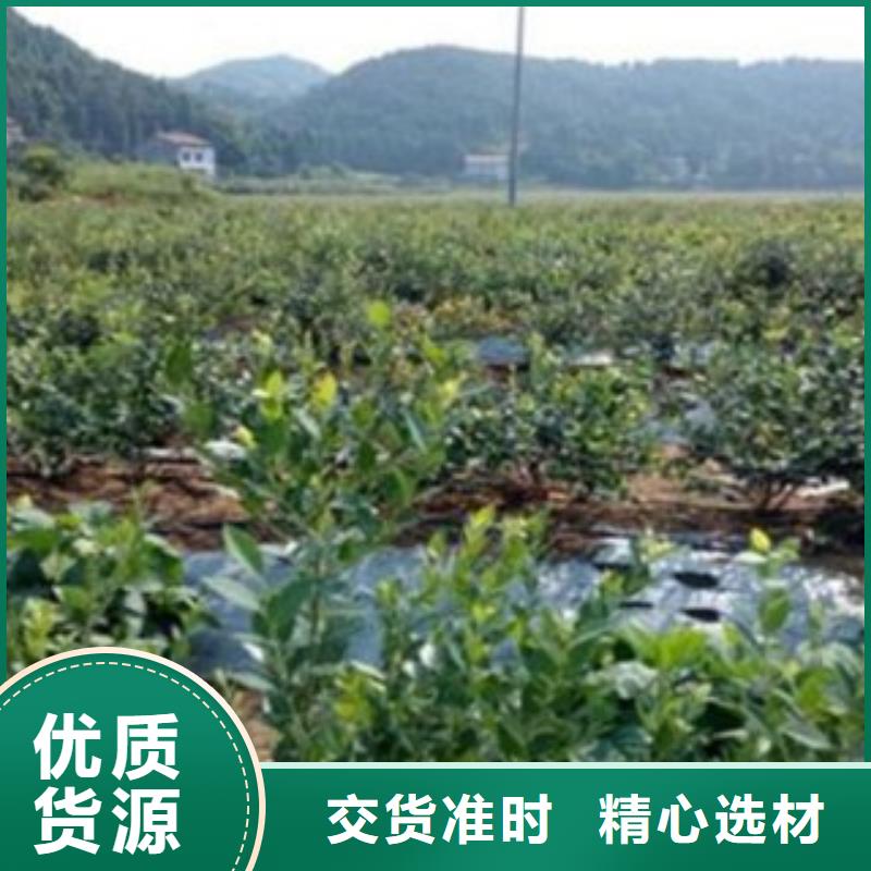 黔东南帽盖蓝莓树苗生产基地