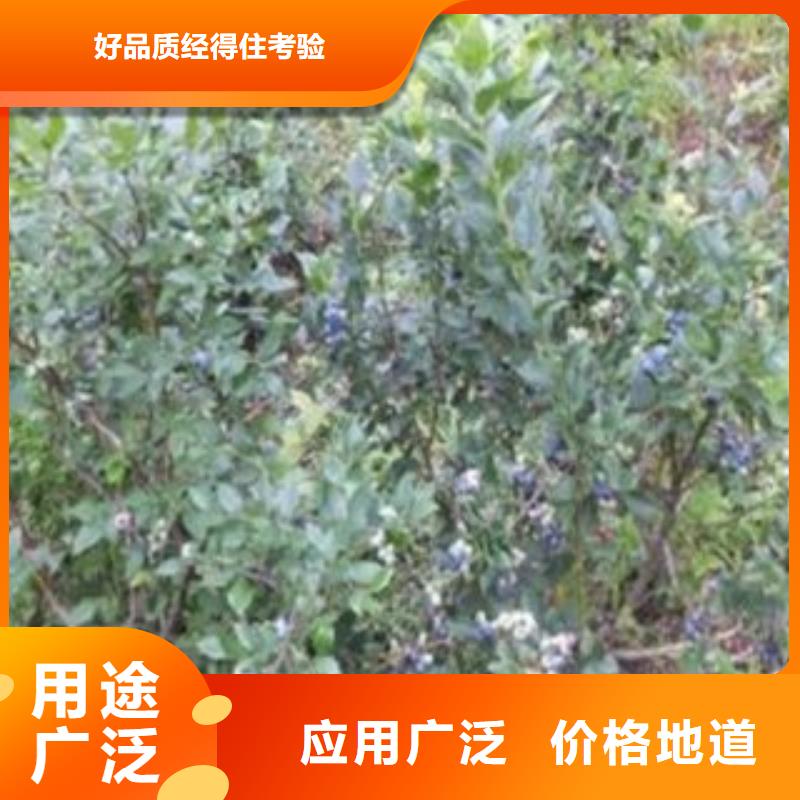上海蓝丰蓝莓树苗哪里的数量大