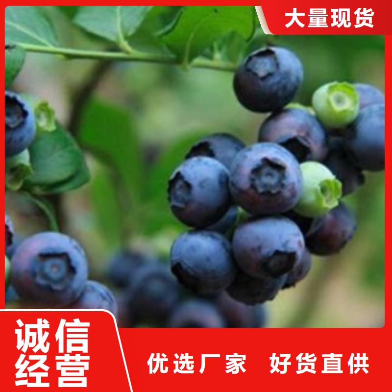 商洛齐佩瓦蓝莓树苗批发价格