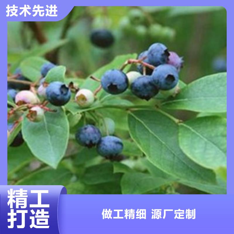 连云港蓝金蓝莓树苗种植方法