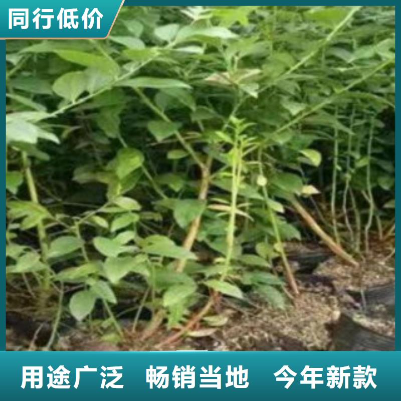 淮北北空蓝莓树苗种植方法
