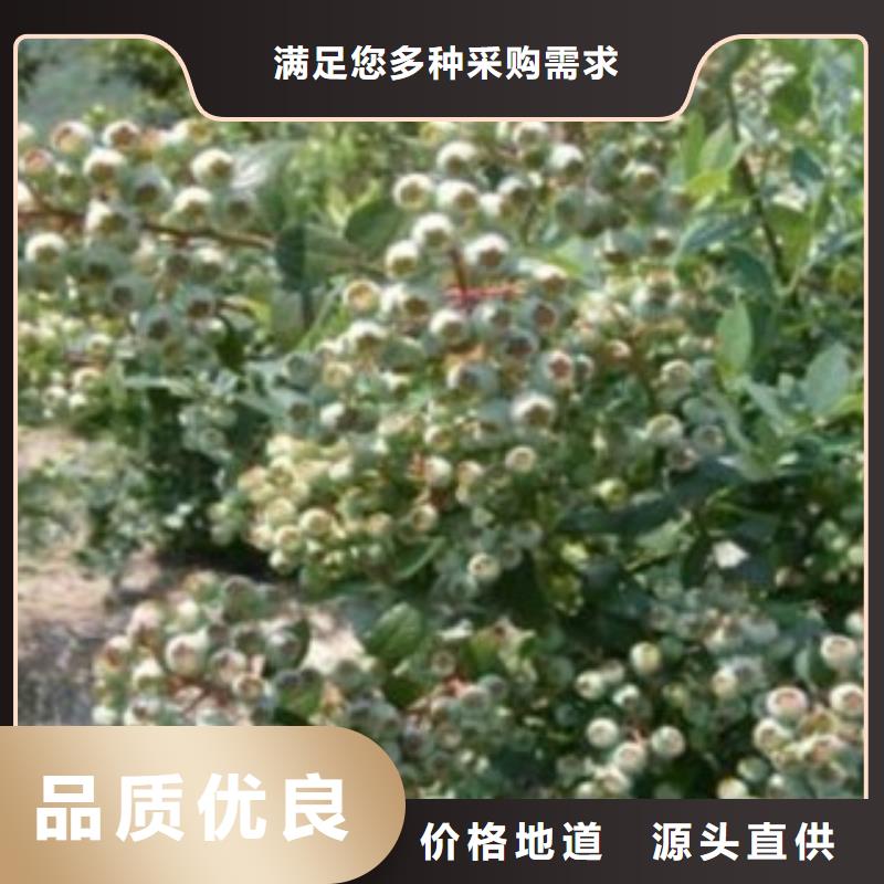 宿州粉蓝蓝莓树苗品种