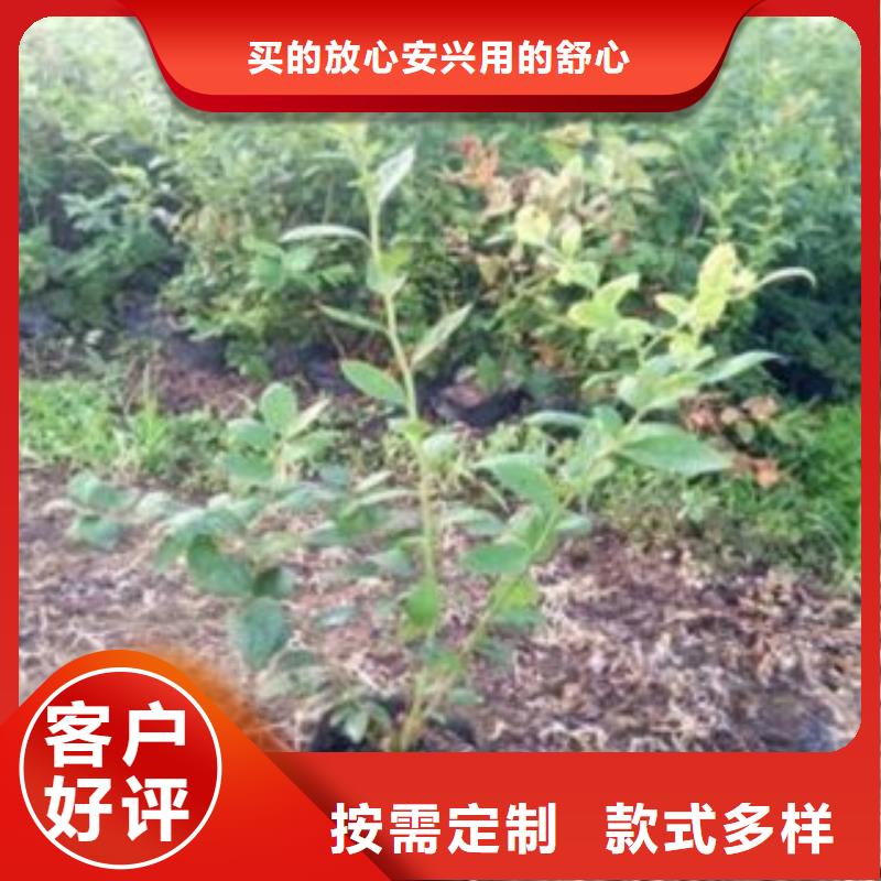 连云港北蓝蓝莓树苗产地价格
