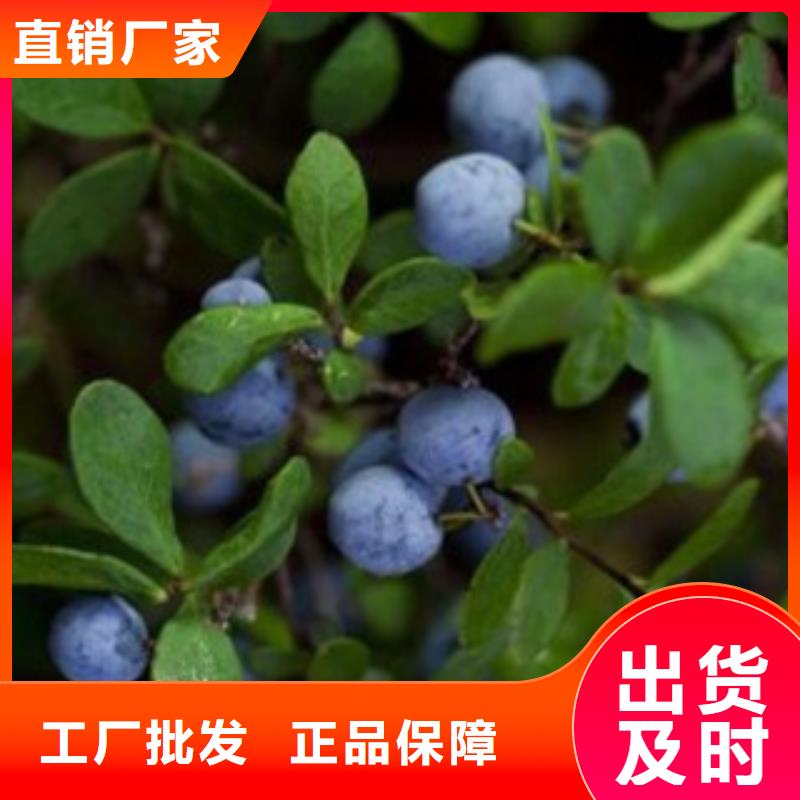 绍兴哈里森蓝莓树苗种植时间
