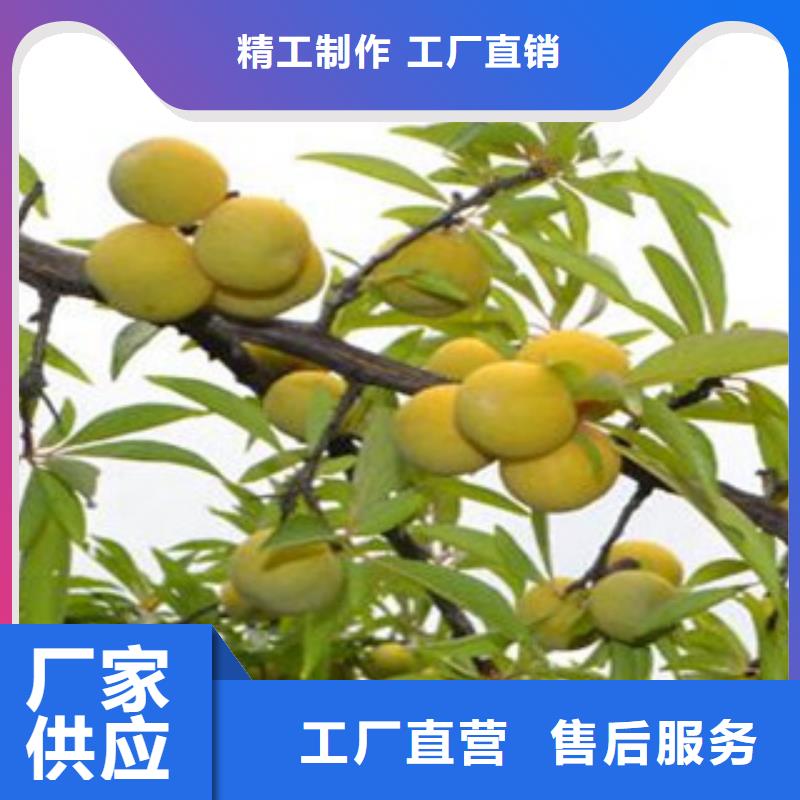 克拉玛依安格诺李子苗零售