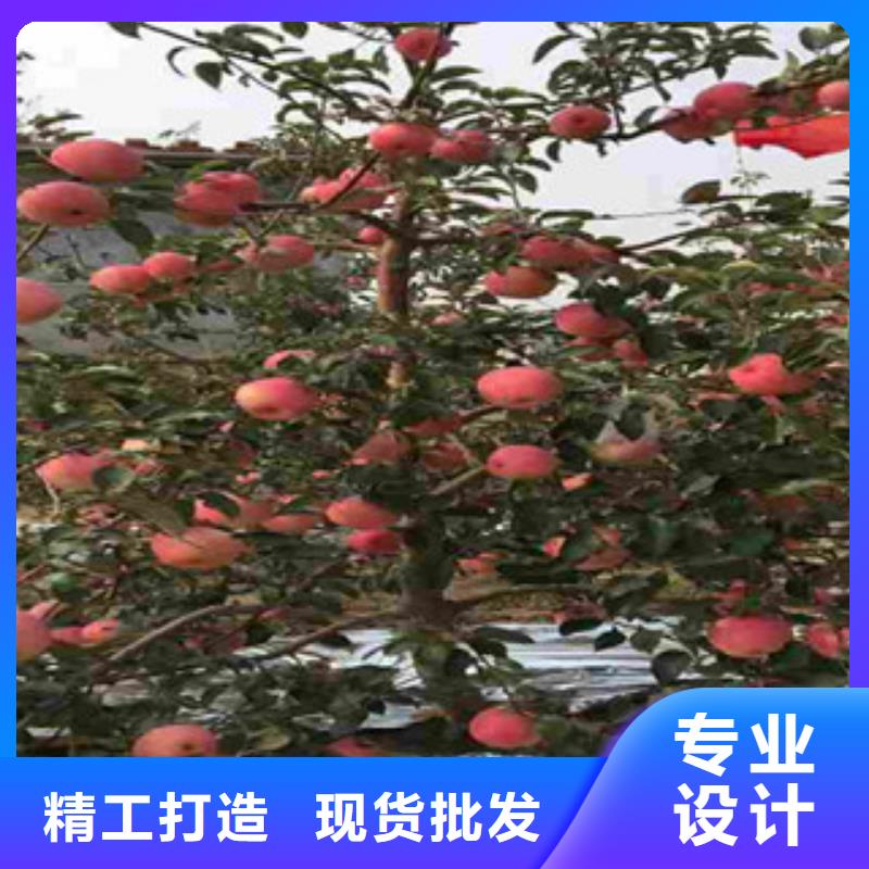 安徽苹果树苗种植方法