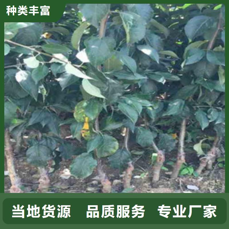 三明王林苹果树苗基地