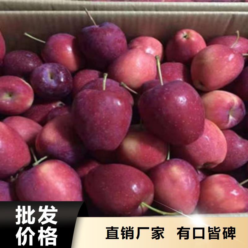 莆田红富士苹果树苗哪里的品种纯