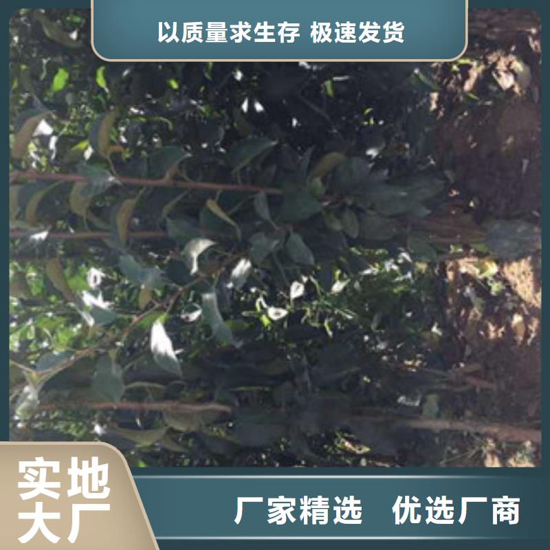 果洛M9t337苹果树苗品种介绍