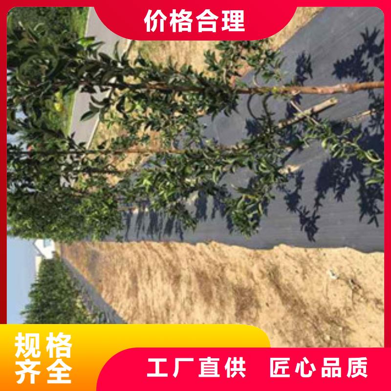 贺州烟富6苹果树苗基地