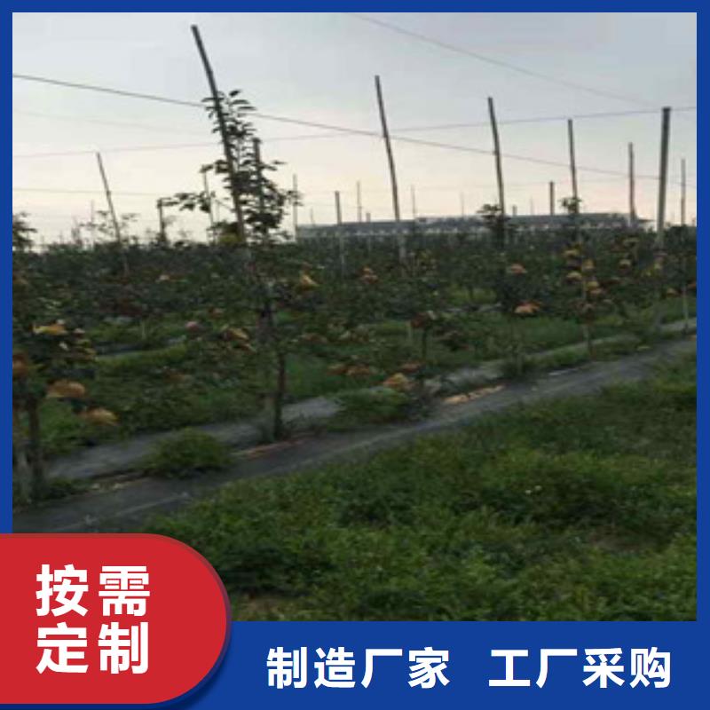 湘潭短枝红将军苹果树苗品种介绍