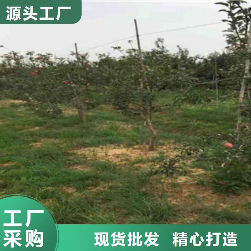 济宁烟富6苹果树苗种植方法