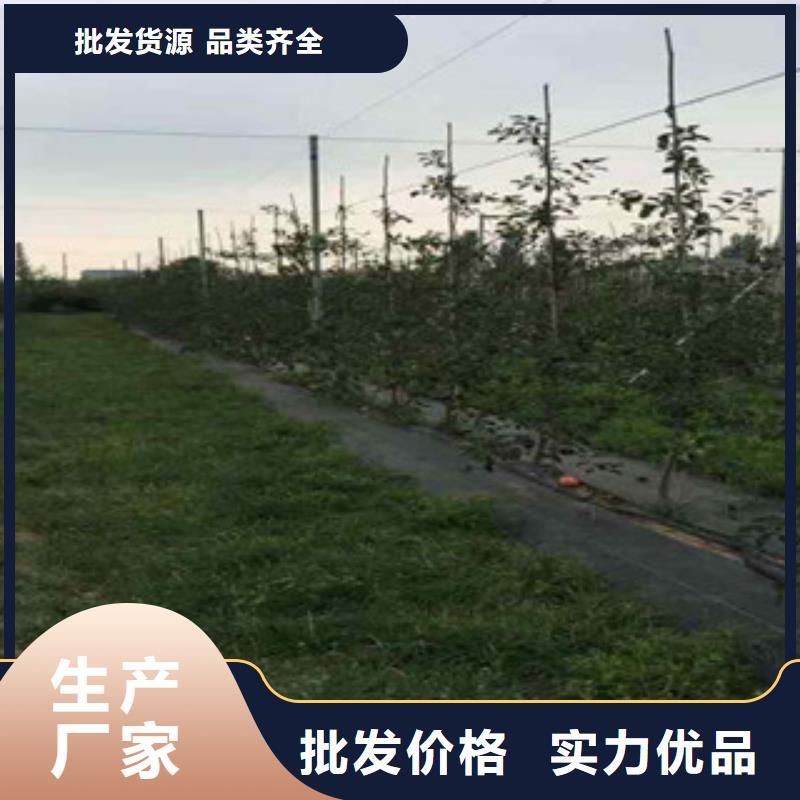 秋富1苹果树苗种植方法厂家直营