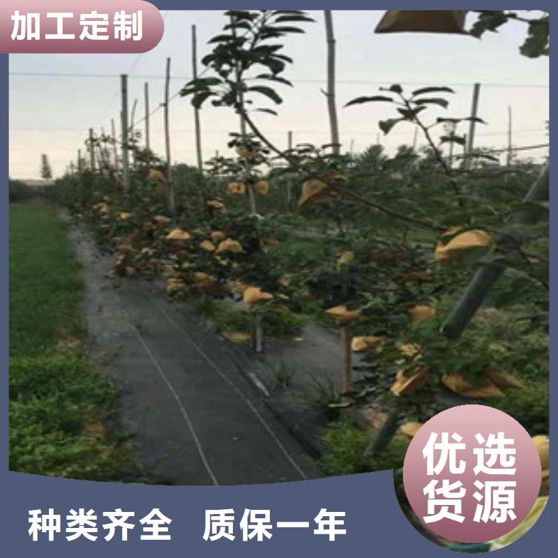 济宁红富士苹果树苗品种大全