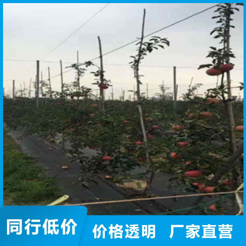 贵港原生苹果树苗种植方法