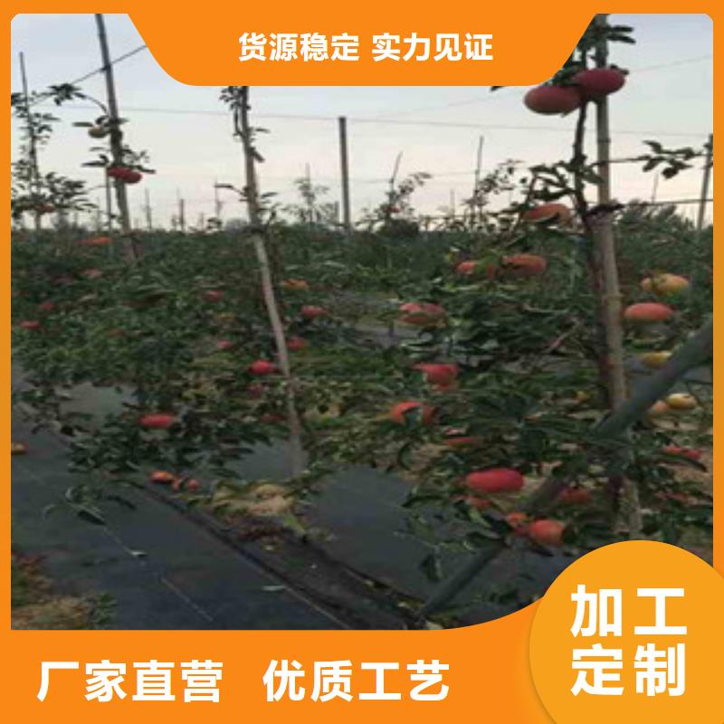 滨州嫁接苹果树苗种植时间