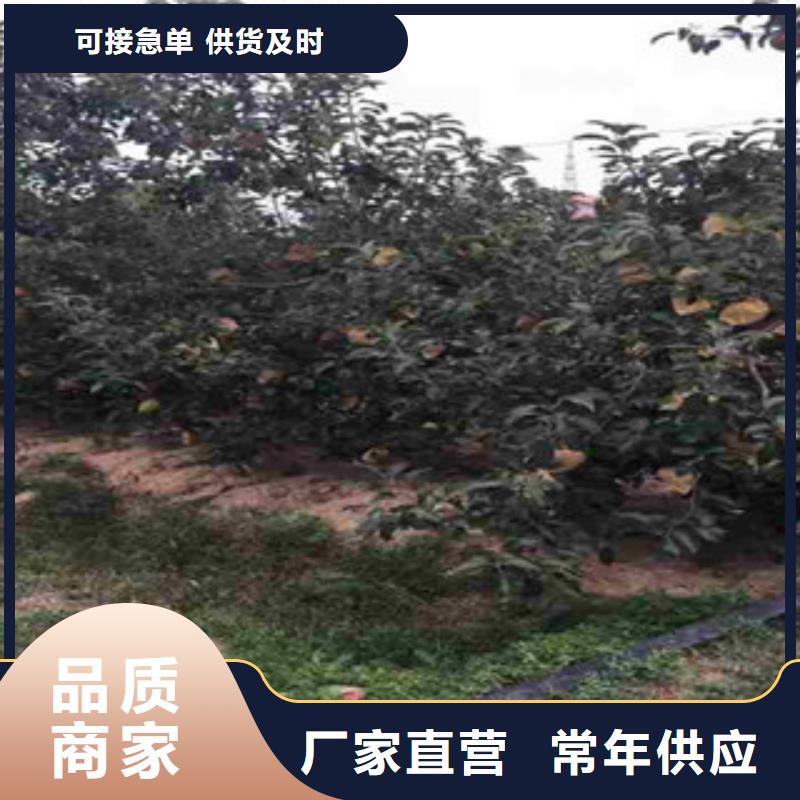 南平夏艳苹果树苗种植方法及时间