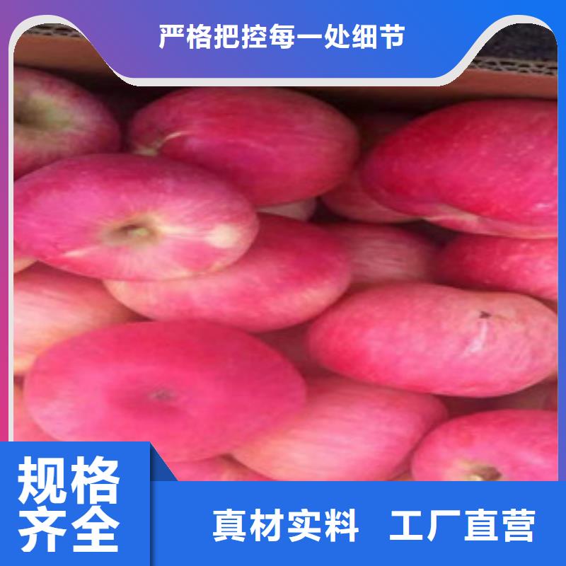 滨州伏翠苹果树苗几年结果