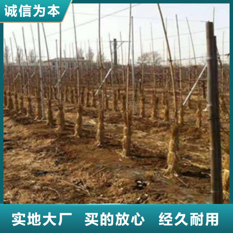 淮安M9t337苹果树苗