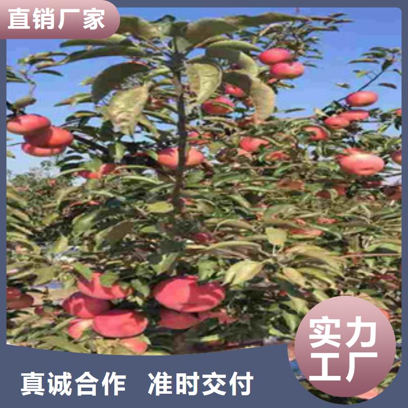 红河烟富7苹果树苗种植方法及时间
